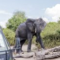BWA NW Chobe 2016DEC04 NP 058 : 2016, 2016 - African Adventures, Africa, Botswana, Chobe National Park, Date, December, Month, Northwest, Places, Southern, Trips, Year
